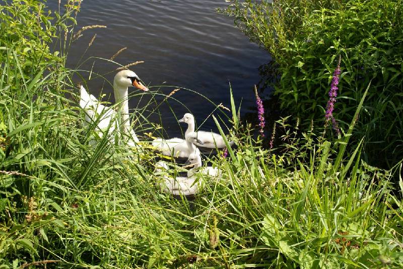 Schwaene auf der Sauer Bild Nr.023